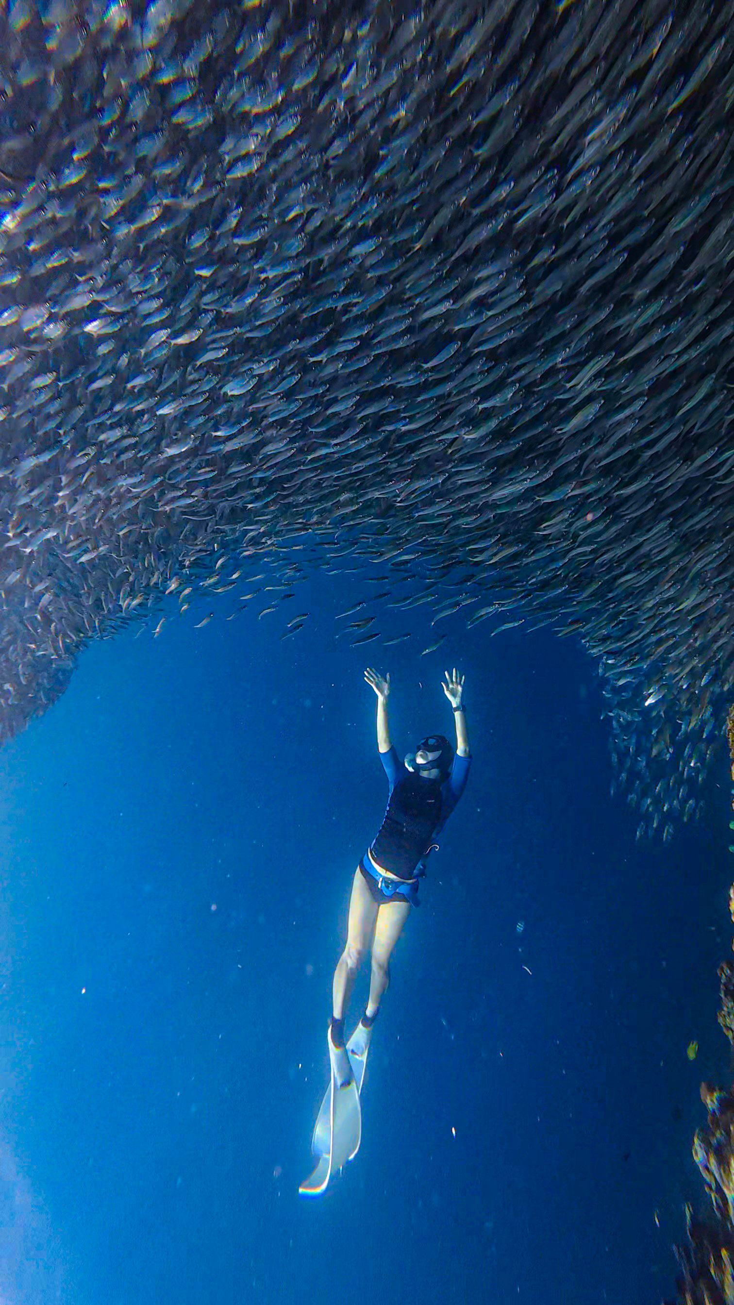 Advanced diver beneath a baitball off Koh Tao