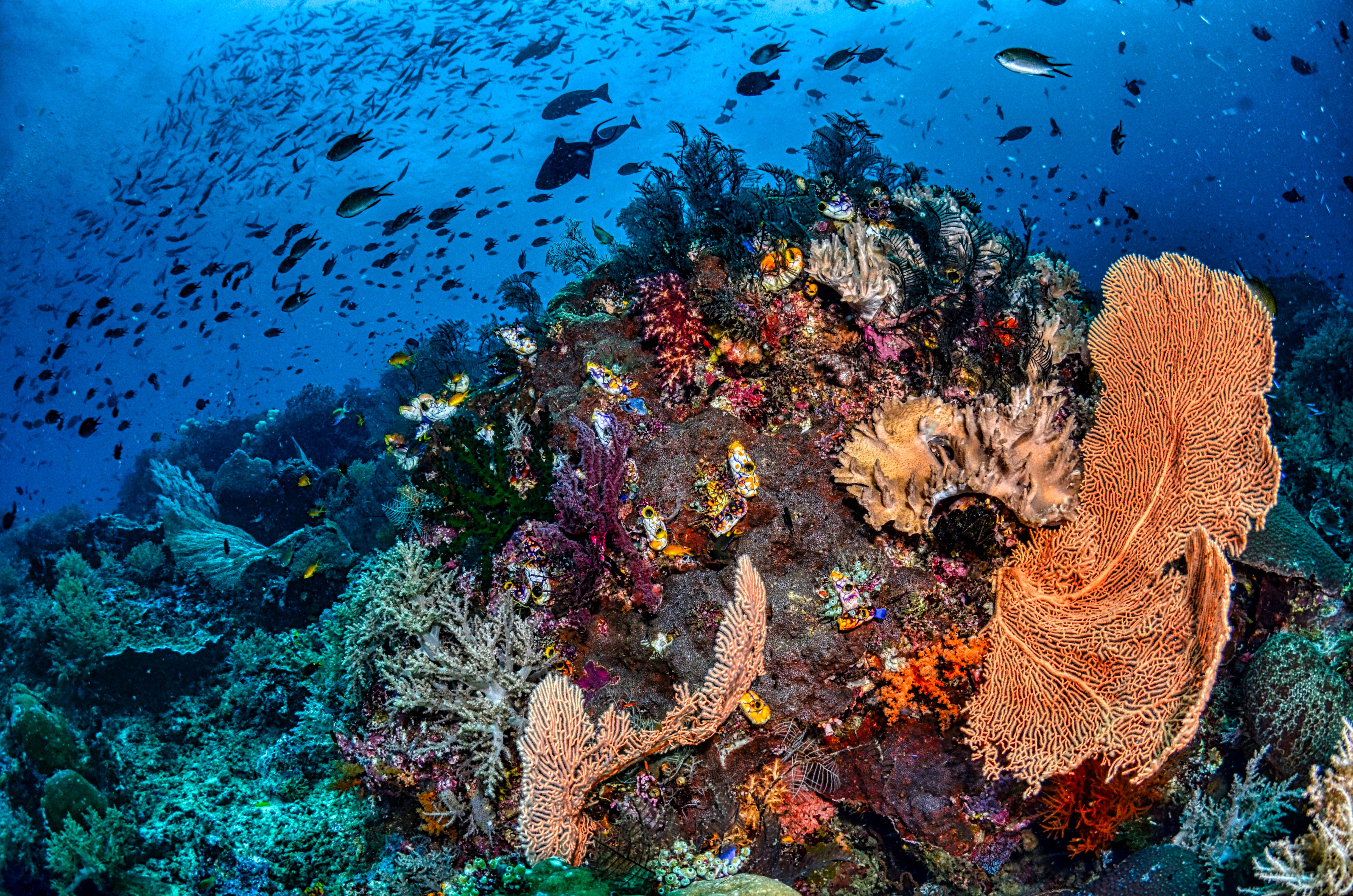 Colourful coral reef teeming with fish at Shark Bay, Koh Tao