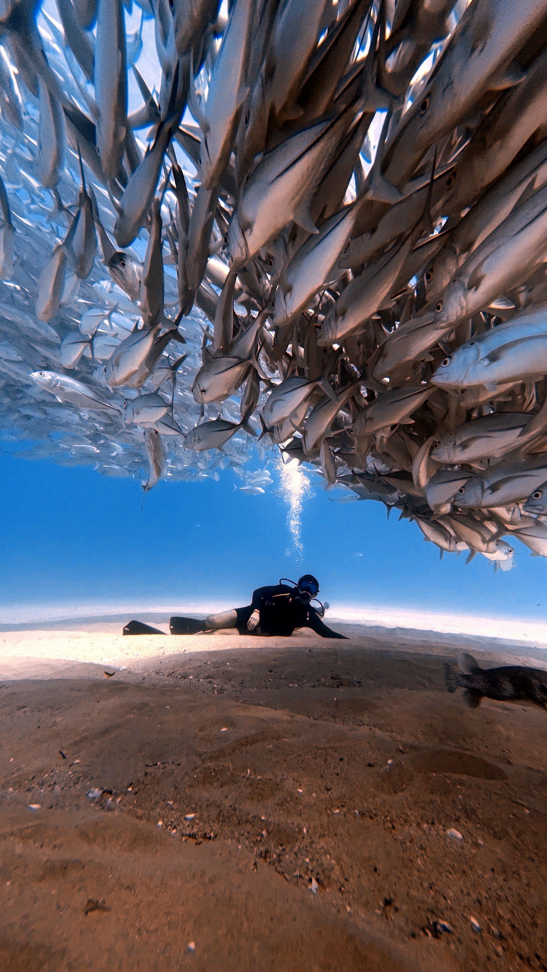 Scuba diver beneath a giant silver baitball of fish in the clear water off Koh Tao