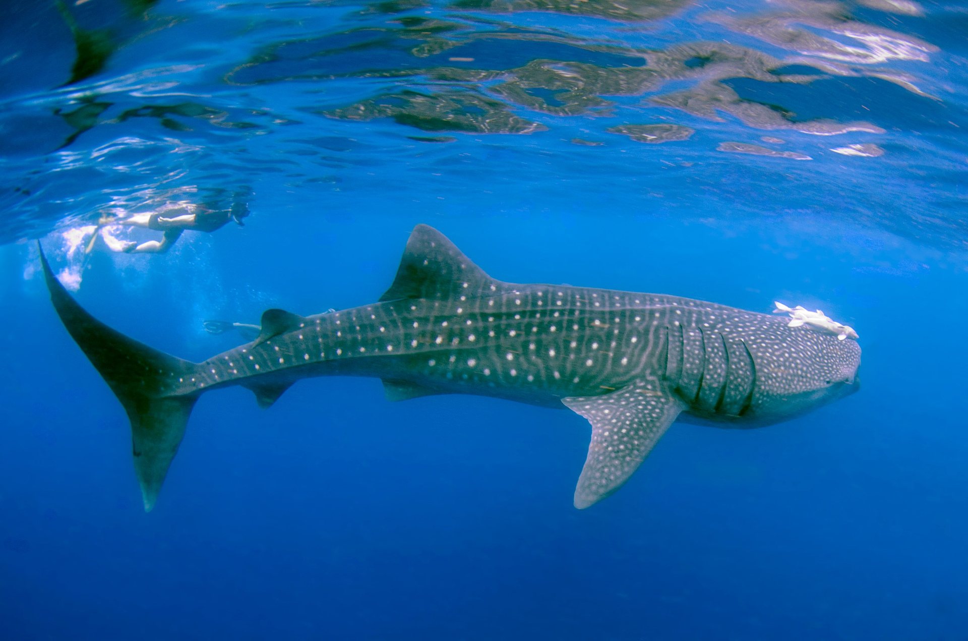 Whale shark gliding past a snorkeler in the blue at Southwest Pinnacle, Koh Tao