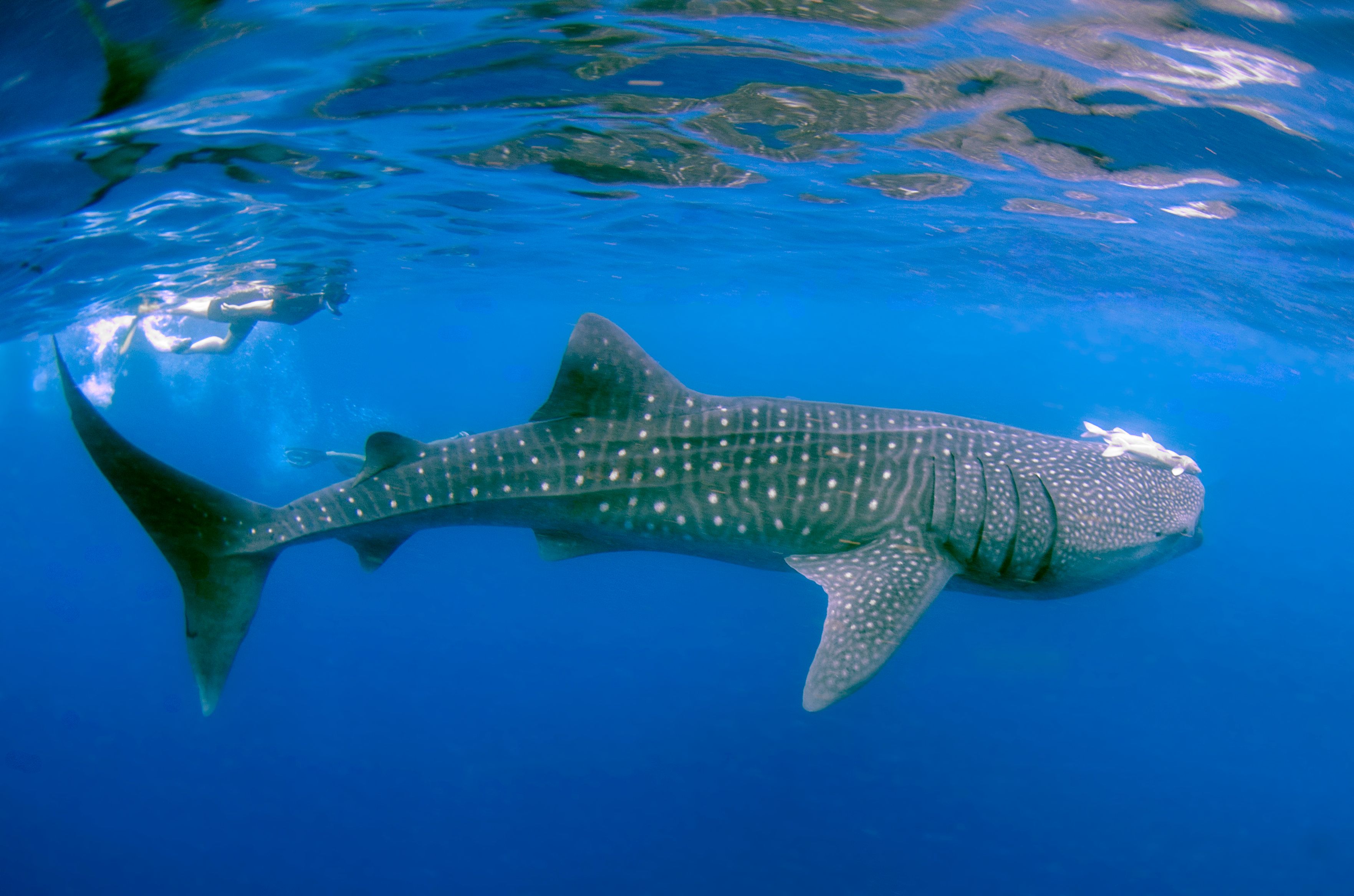 Whale shark gliding beneath a snorkeler in the blue water off Koh Tao